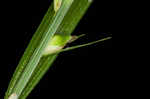 Hitchcock's sedge